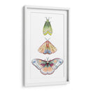 Fairies De Polilla Ii - Grace Popp | Cuadro decorativo de Canvas Lab