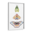 Fairies De Polilla Ii - Grace Popp | Cuadro decorativo de Canvas Lab