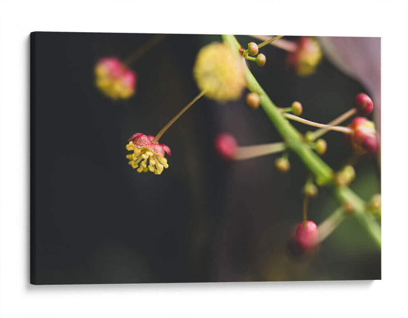 FlorDelJardín - Juliana Estrada | Cuadro decorativo de Canvas Lab