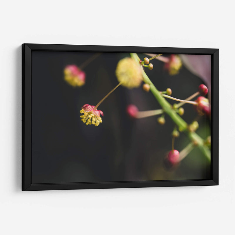 FlorDelJardín - Juliana Estrada | Cuadro decorativo de Canvas Lab