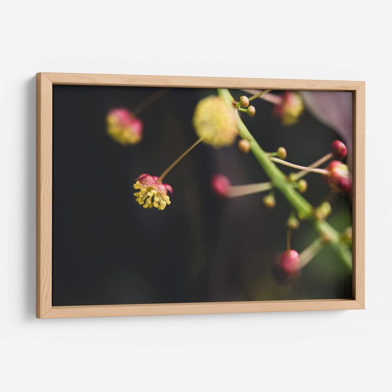 FlorDelJardín - Juliana Estrada | Cuadro decorativo de Canvas Lab