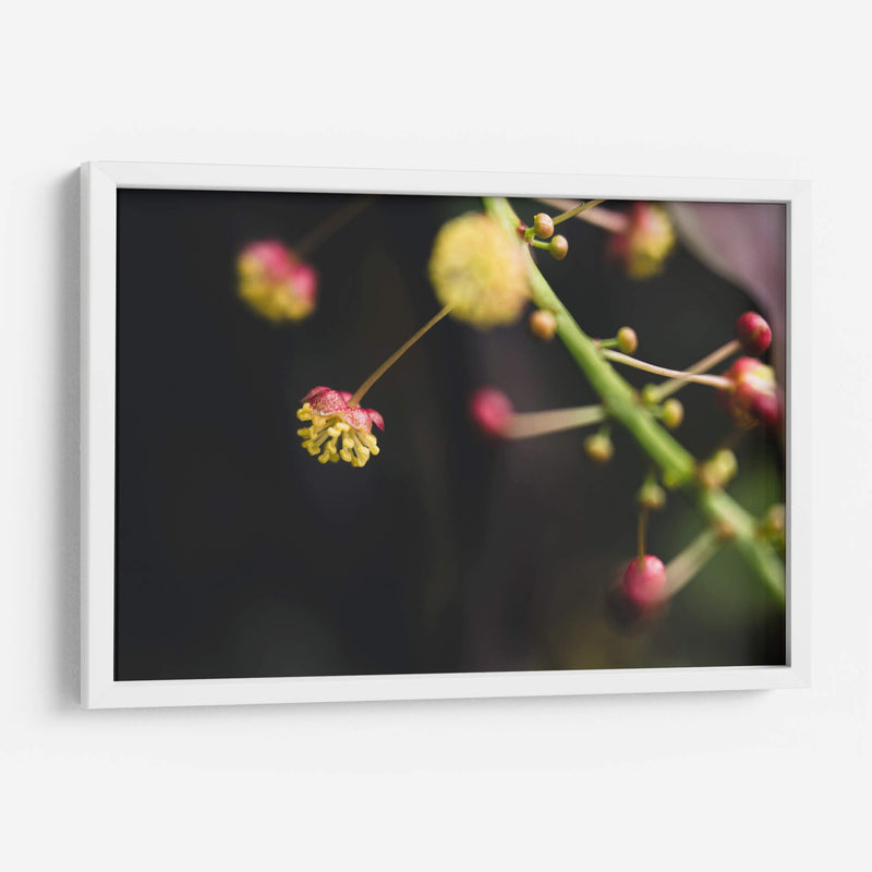 FlorDelJardín - Juliana Estrada | Cuadro decorativo de Canvas Lab