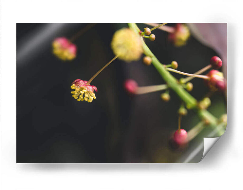 FlorDelJardín - Juliana Estrada | Cuadro decorativo de Canvas Lab