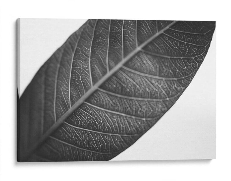 HojaTextura - Juliana Estrada | Cuadro decorativo de Canvas Lab