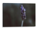 Lavanda - Juliana Estrada | Cuadro decorativo de Canvas Lab