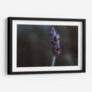 Lavanda - Juliana Estrada | Cuadro decorativo de Canvas Lab
