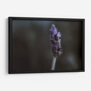 Lavanda - Juliana Estrada | Cuadro decorativo de Canvas Lab