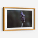 Lavanda - Juliana Estrada | Cuadro decorativo de Canvas Lab