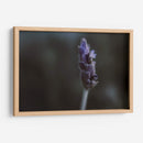 Lavanda - Juliana Estrada | Cuadro decorativo de Canvas Lab