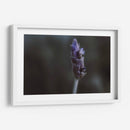 Lavanda - Juliana Estrada | Cuadro decorativo de Canvas Lab