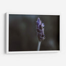 Lavanda - Juliana Estrada | Cuadro decorativo de Canvas Lab