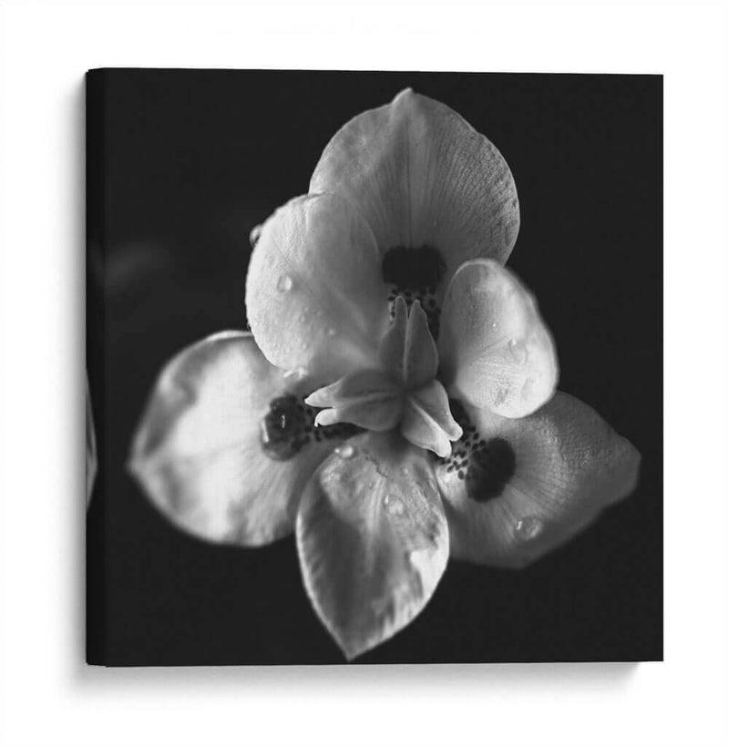 MandalaNatural - Juliana Estrada | Cuadro decorativo de Canvas Lab