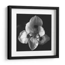 MandalaNatural - Juliana Estrada | Cuadro decorativo de Canvas Lab