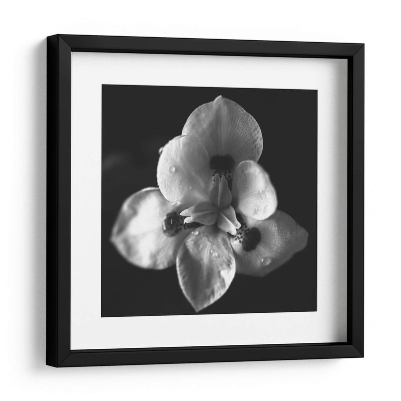 MandalaNatural - Juliana Estrada | Cuadro decorativo de Canvas Lab