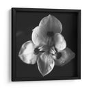 MandalaNatural - Juliana Estrada | Cuadro decorativo de Canvas Lab