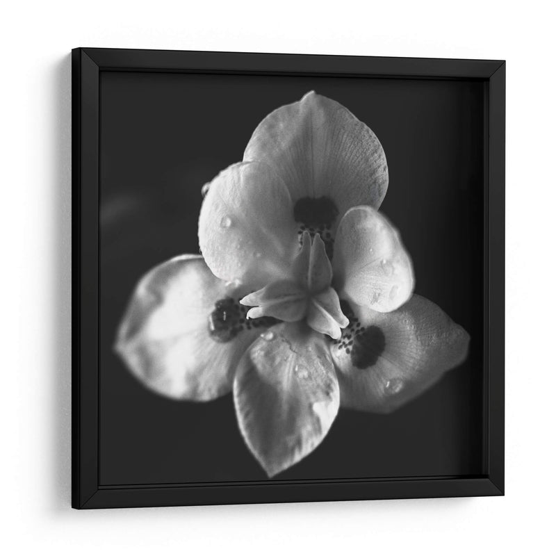 MandalaNatural - Juliana Estrada | Cuadro decorativo de Canvas Lab