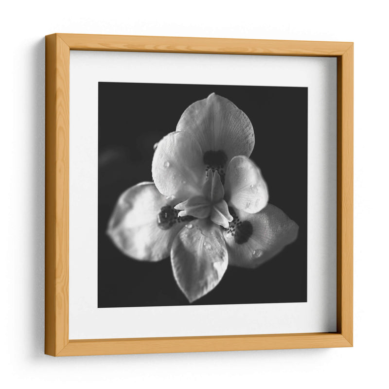 MandalaNatural - Juliana Estrada | Cuadro decorativo de Canvas Lab