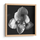 MandalaNatural - Juliana Estrada | Cuadro decorativo de Canvas Lab