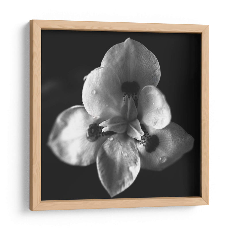 MandalaNatural - Juliana Estrada | Cuadro decorativo de Canvas Lab