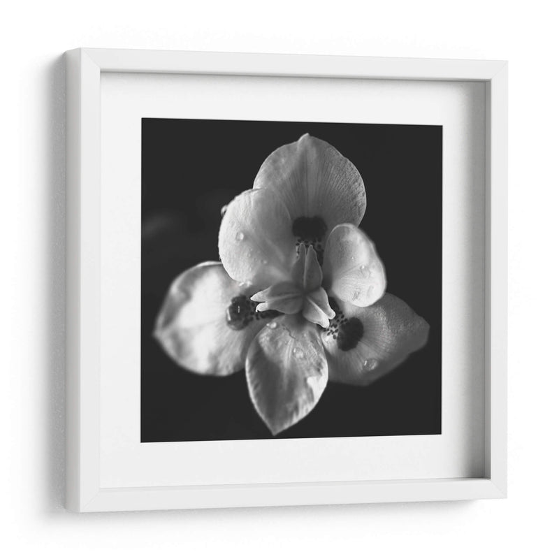 MandalaNatural - Juliana Estrada | Cuadro decorativo de Canvas Lab