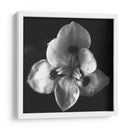 MandalaNatural - Juliana Estrada | Cuadro decorativo de Canvas Lab