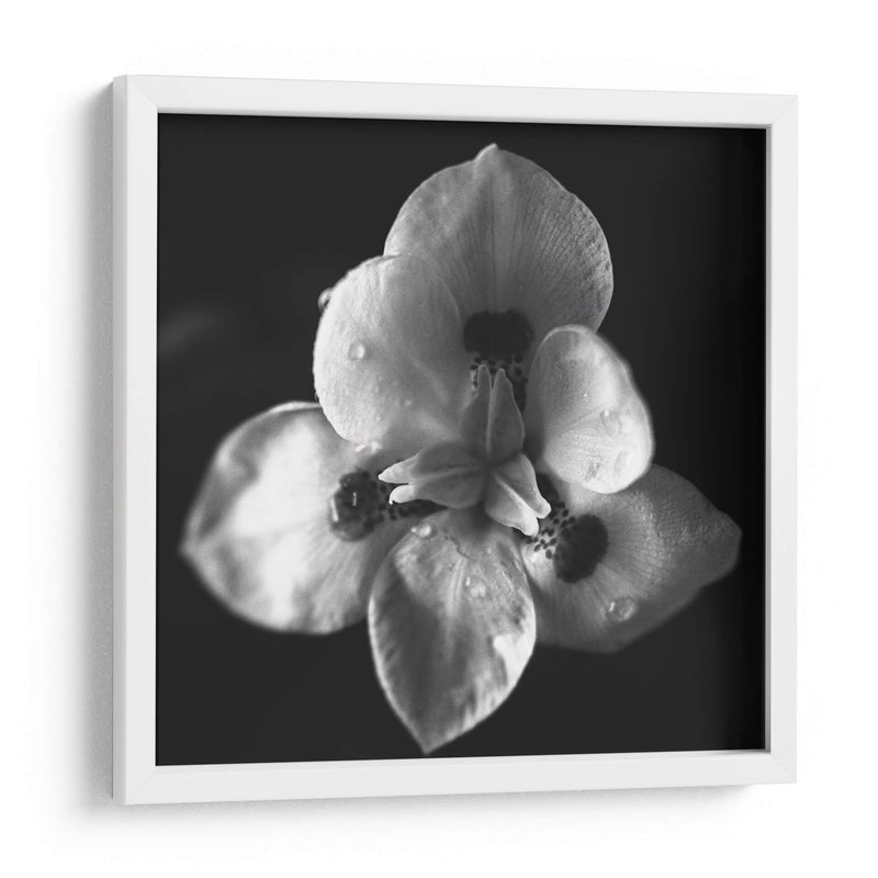 MandalaNatural - Juliana Estrada | Cuadro decorativo de Canvas Lab