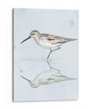 Sandpiper Reflexiones Ii - Jennifer Paxton Parker | Cuadro decorativo de Canvas Lab
