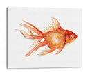 Goldfish Ornamental Ii - Emma Scarvey | Cuadro decorativo de Canvas Lab