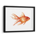 Goldfish Ornamental Ii - Emma Scarvey | Cuadro decorativo de Canvas Lab