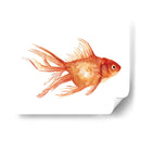 Goldfish Ornamental Ii - Emma Scarvey | Cuadro decorativo de Canvas Lab