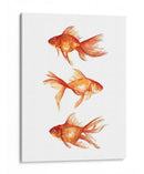 Goldfish Ornamental Iii - Emma Scarvey | Cuadro decorativo de Canvas Lab
