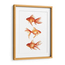 Goldfish Ornamental Iii - Emma Scarvey | Cuadro decorativo de Canvas Lab