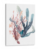 Dulce Alga Mar - Jennifer Goldberger | Cuadro decorativo de Canvas Lab