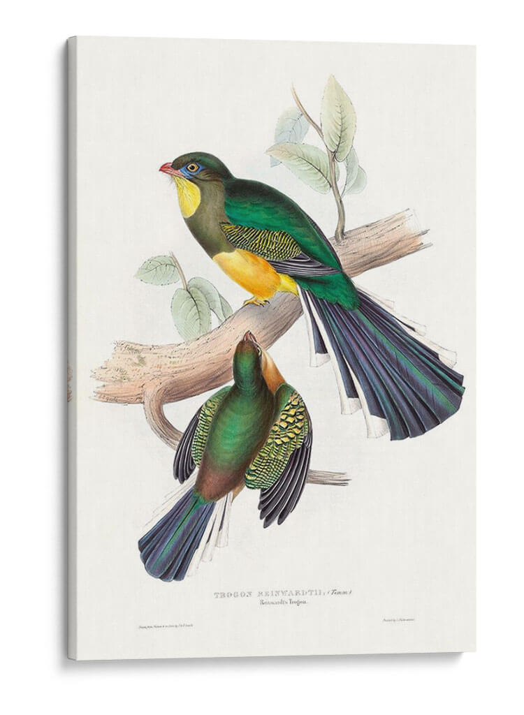 Trogones Tropicales I - John Gould | Cuadro decorativo de Canvas Lab