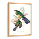 Trogones Tropicales I - John Gould | Cuadro decorativo de Canvas Lab