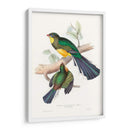 Trogones Tropicales I - John Gould | Cuadro decorativo de Canvas Lab