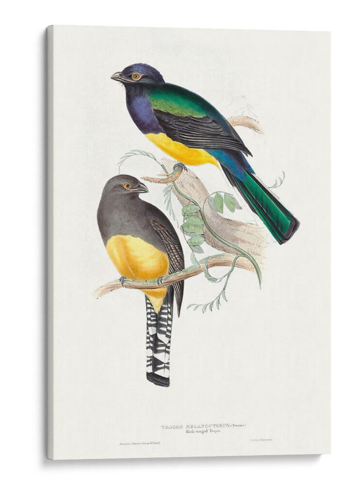 Trogonos Tropicales Ii - John Gould | Cuadro decorativo de Canvas Lab