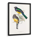Trogonos Tropicales Ii - John Gould | Cuadro decorativo de Canvas Lab