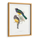 Trogonos Tropicales Ii - John Gould | Cuadro decorativo de Canvas Lab