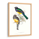 Trogonos Tropicales Ii - John Gould | Cuadro decorativo de Canvas Lab