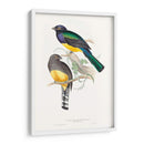 Trogonos Tropicales Ii - John Gould | Cuadro decorativo de Canvas Lab