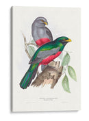 Trogonos Tropicales Iii - John Gould | Cuadro decorativo de Canvas Lab