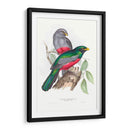 Trogonos Tropicales Iii - John Gould | Cuadro decorativo de Canvas Lab