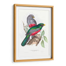 Trogonos Tropicales Iii - John Gould | Cuadro decorativo de Canvas Lab