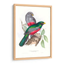 Trogonos Tropicales Iii - John Gould | Cuadro decorativo de Canvas Lab