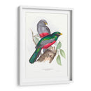Trogonos Tropicales Iii - John Gould | Cuadro decorativo de Canvas Lab
