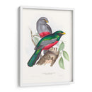 Trogonos Tropicales Iii - John Gould | Cuadro decorativo de Canvas Lab