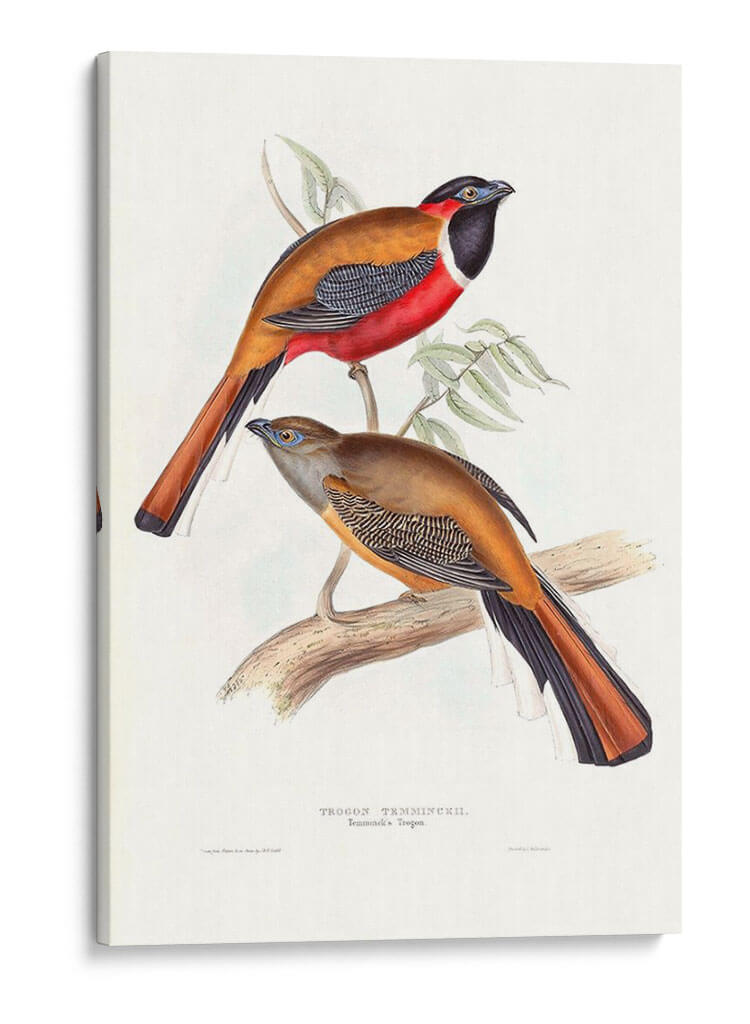 Trogonos Tropicales Iv - John Gould | Cuadro decorativo de Canvas Lab