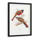 Trogonos Tropicales Iv - John Gould | Cuadro decorativo de Canvas Lab