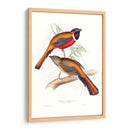 Trogonos Tropicales Iv - John Gould | Cuadro decorativo de Canvas Lab